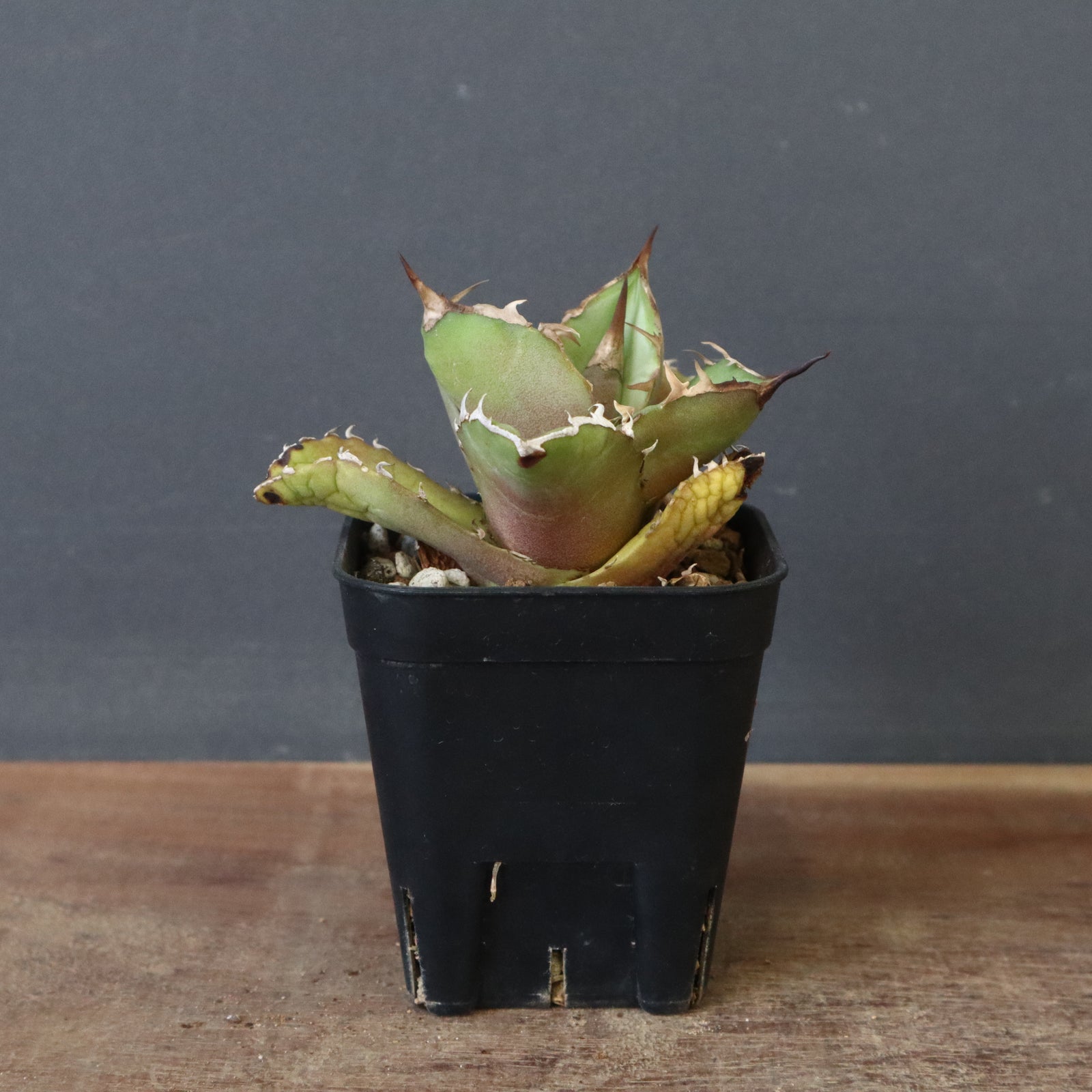 DRAGON AGAVE】アガベ 白犀牛 EC17 – TaiShoDo ONLINE SHOP