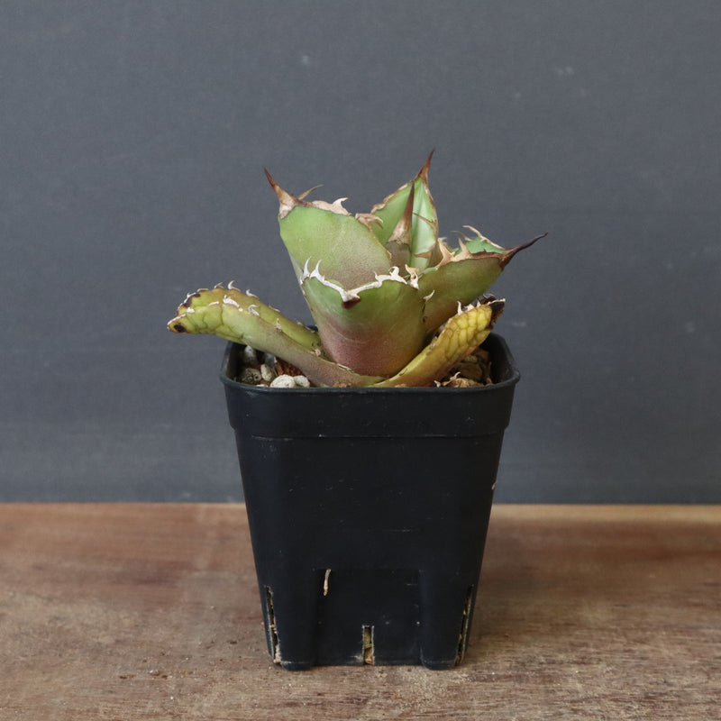 アガベ　白屑牛 DRAGON AGAVE】アガベ 白犀牛 EC17 – TaiShoDo ONLINE SHOP