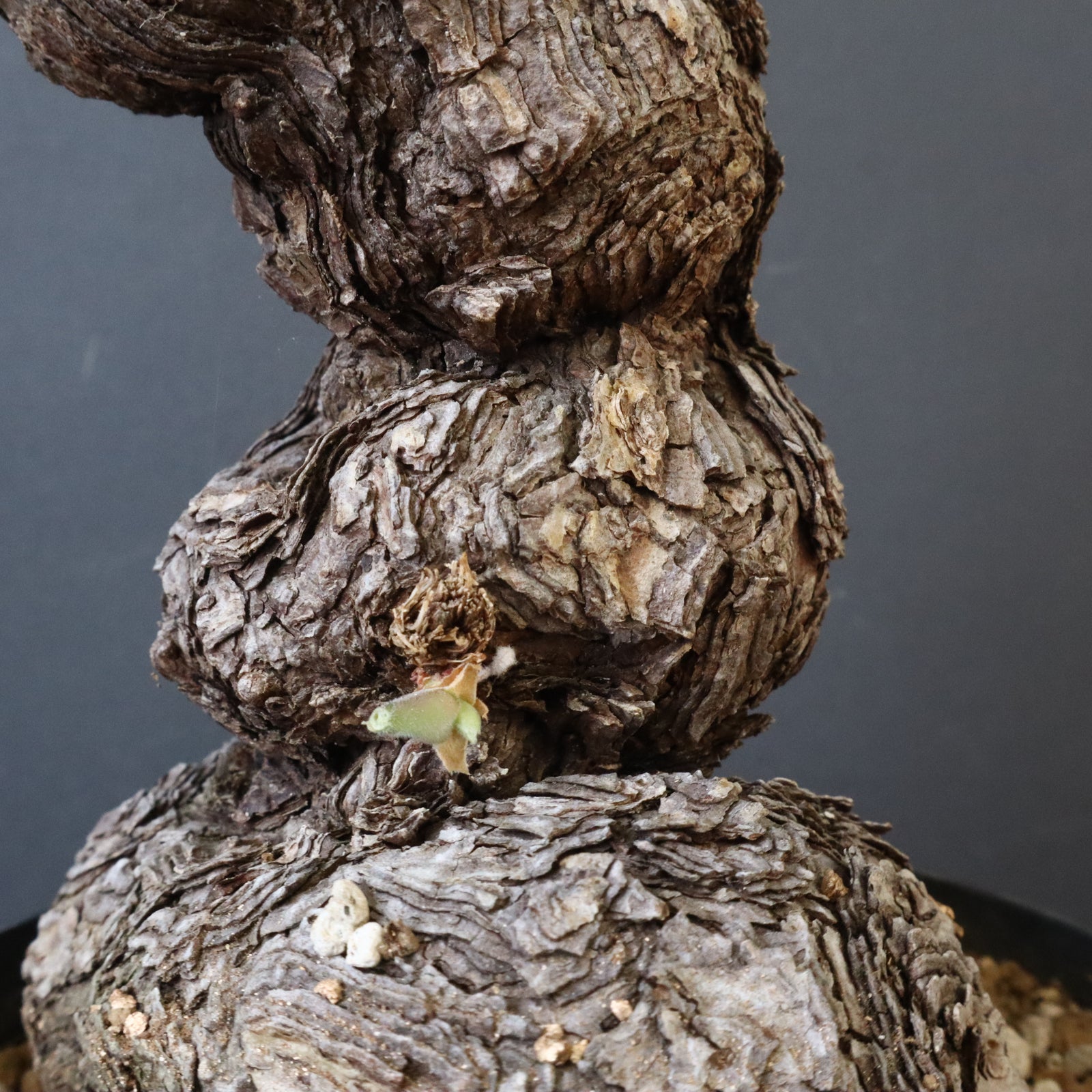 P.トリステ 68 – TaiShoDo ONLINE SHOP