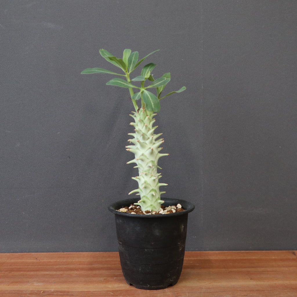 E.ロンギツベルクローサ（実生） 25 – TaiShoDo ONLINE SHOP
