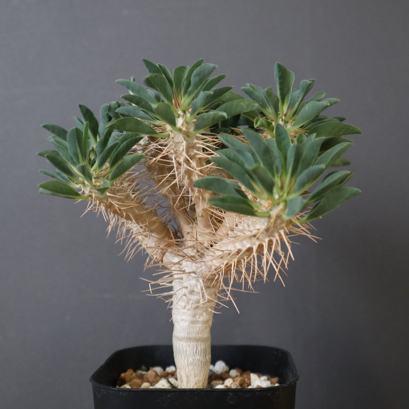 E.ギラウミニアナ (実生) EC2648 – TaiShoDo ONLINE SHOP