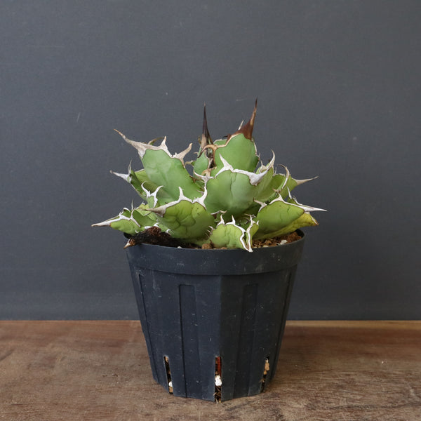 【DRAGON AGAVE】アガベ 金鑚 EC70