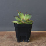 【DRAGON AGAVE】アガベ 霍利達 × 026 　EC1011