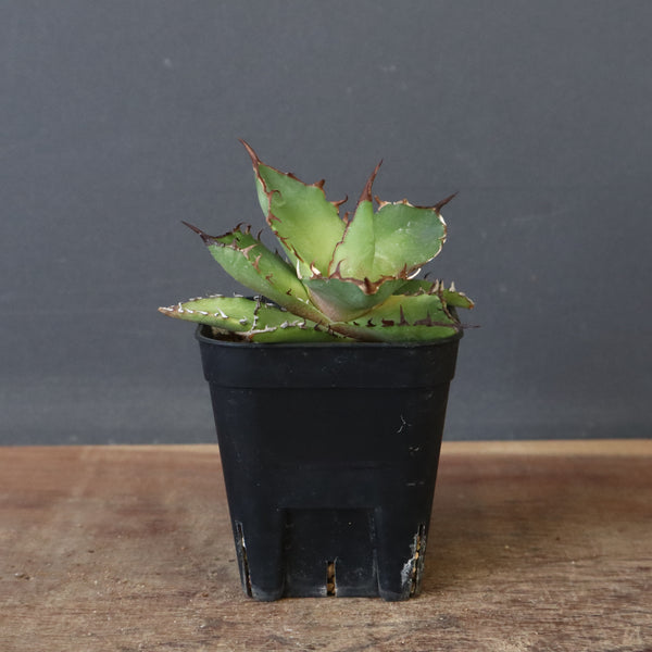 【DRAGON AGAVE】アガベ 霍利達 × 026 　EC1011