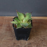 【DRAGON AGAVE】アガベ 霍利達 × 026 　EC1011