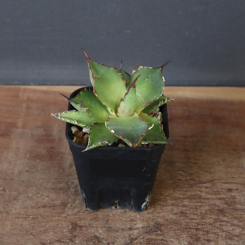 【DRAGON AGAVE】アガベ 霍利達 × 026 　EC1011