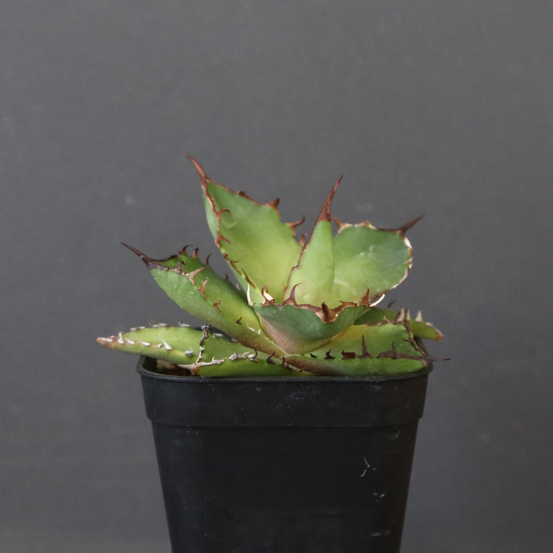 【DRAGON AGAVE】アガベ 霍利達 × 026 　EC1011