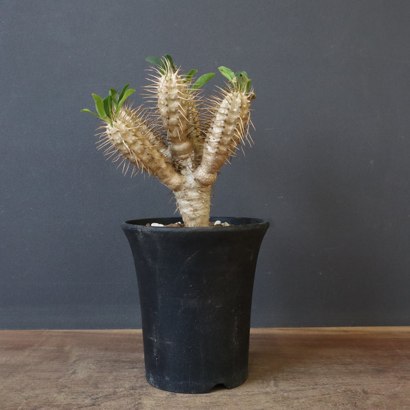 E.ギラウミニアナ (実生) 06 – TaiShoDo ONLINE SHOP