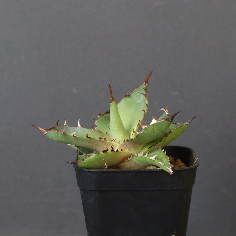 【DRAGON AGAVE】アガベ 霍利達 × 026 　EC1011