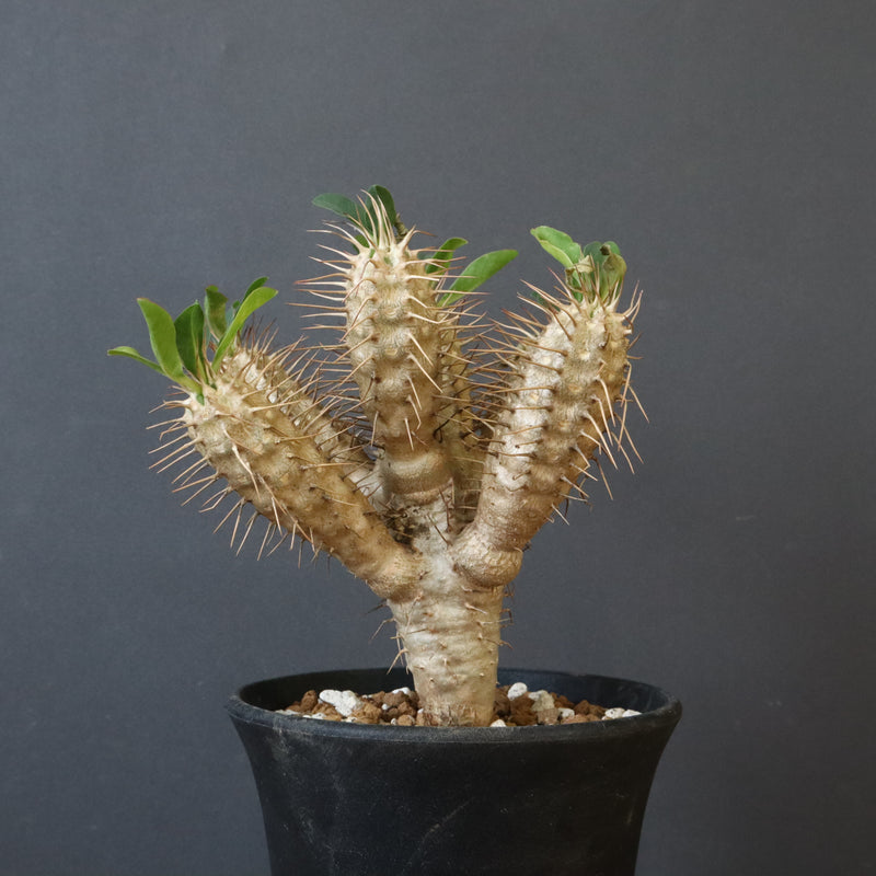 E.ギラウミニアナ (実生) 06 – TaiShoDo ONLINE SHOP