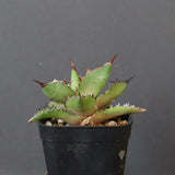 【DRAGON AGAVE】アガベ 霍利達 × 026 　EC1011