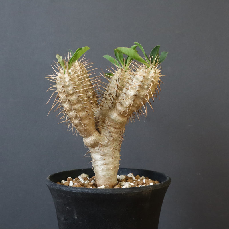 ギラウミニアナ実生 E.ギラウミニアナ (実生) 06 – TaiShoDo ONLINE SHOP