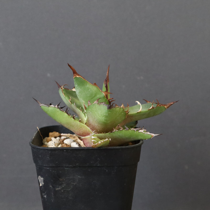 【DRAGON AGAVE】アガベ 霍利達 × 026 　EC1011