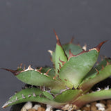 【DRAGON AGAVE】アガベ 霍利達 × 026 　EC1011