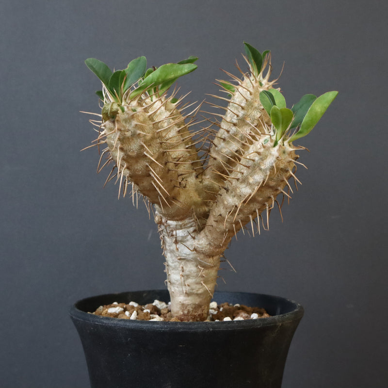 E.ギラウミニアナ (実生) 06 – TaiShoDo ONLINE SHOP