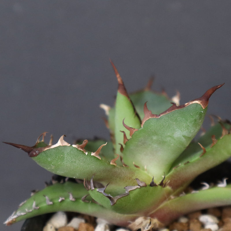 【DRAGON AGAVE】アガベ 霍利達 × 026 　EC1011