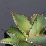 【DRAGON AGAVE】アガベ 霍利達 × 026 　EC1011