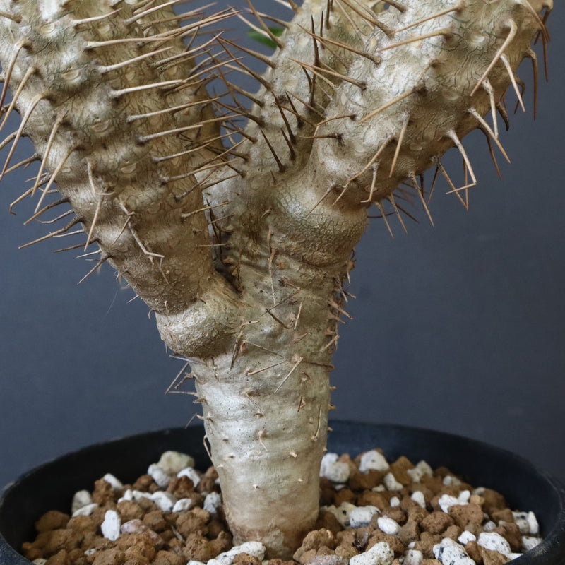 E.ギラウミニアナ (実生) 06 – TaiShoDo ONLINE SHOP