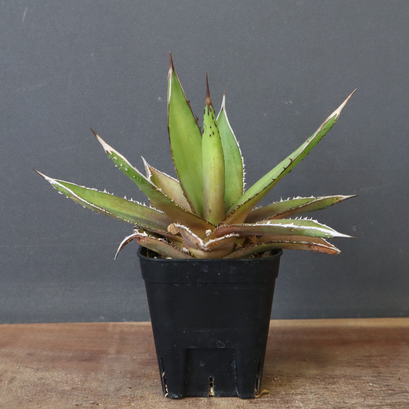 【DRAGON AGAVE】アガベ  緑牛 EC6