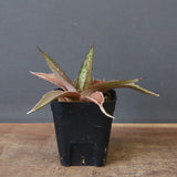 【DRAGON AGAVE】アガベ  緑牛  EC5