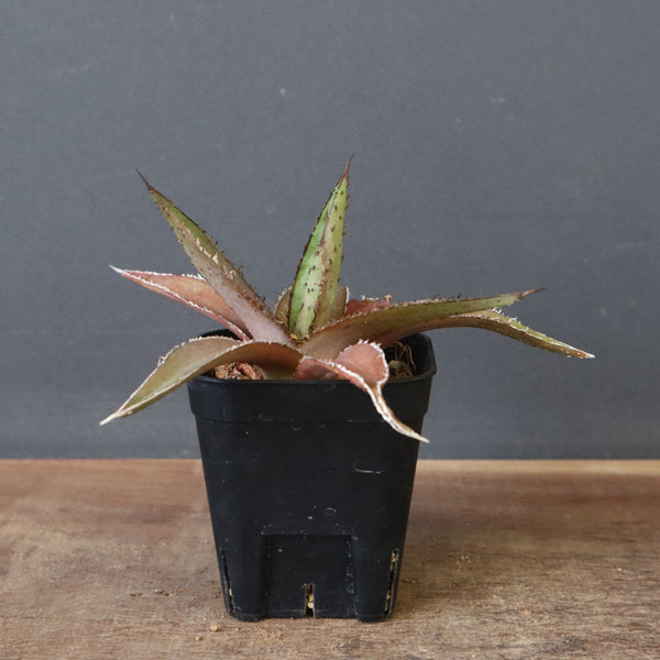 【DRAGON AGAVE】アガベ  緑牛  EC5