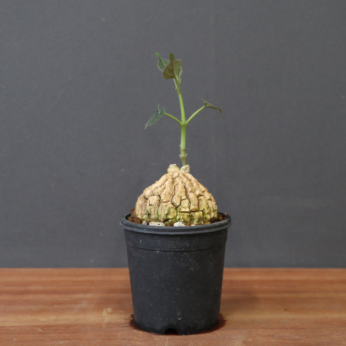 塊根植物 – 5ページ目 – TaiShoDo ONLINE SHOP