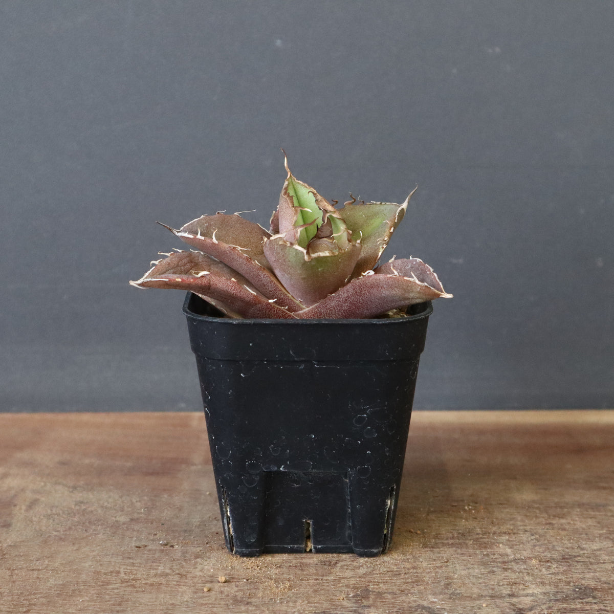 アガベ　白精霊 2025年最新】白幽霊 アガベの人気アイテム - メルカリ