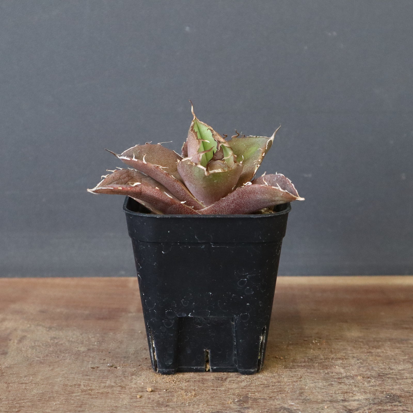 DRAGON AGAVE】アガベ 黒豹 EC42 – TaiShoDo ONLINE SHOP