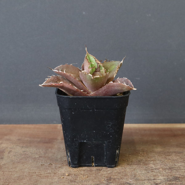 【DRAGON AGAVE】アガベ 黒豹 EC42