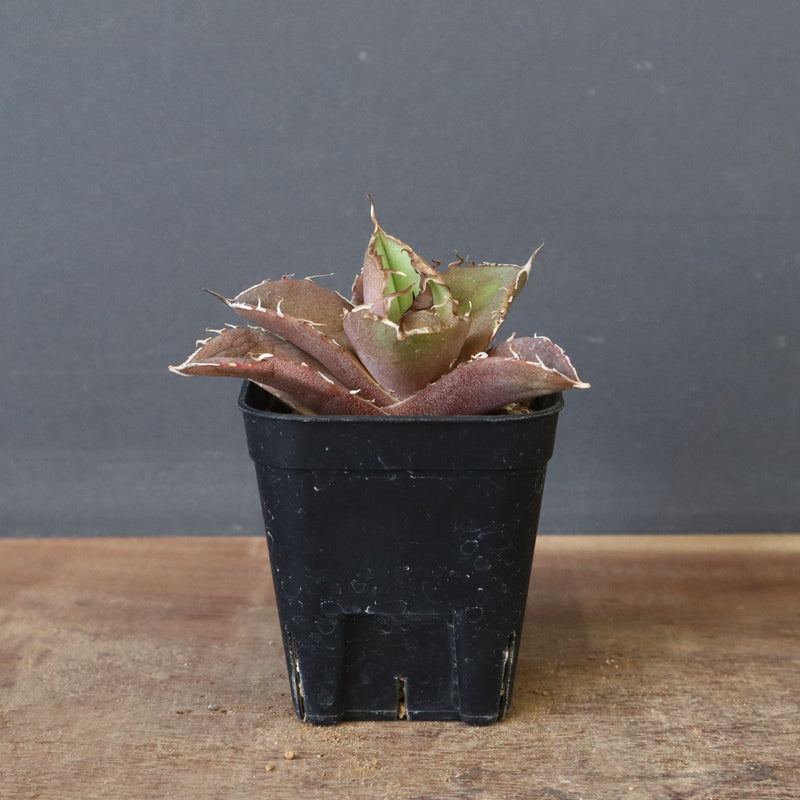 DRAGON AGAVE】アガベ 黒豹 EC42 – TaiShoDo ONLINE SHOP