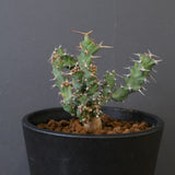 E.クラビゲラ (実生)  EC2352