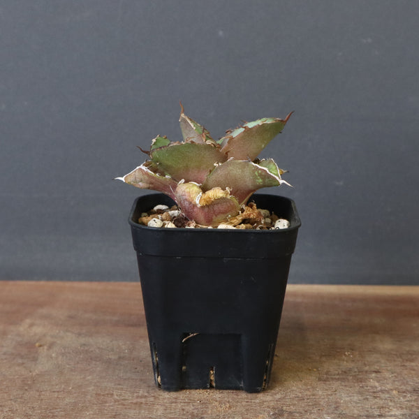 【DRAGON AGAVE】アガベ 貔貅 EC36