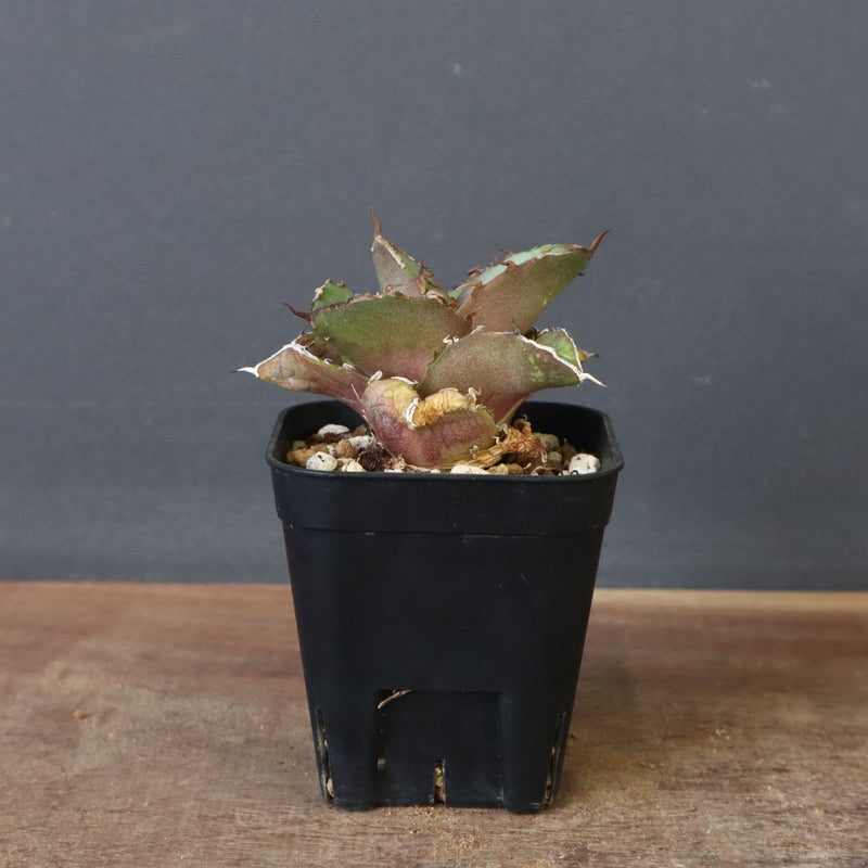 【DRAGON AGAVE】アガベ 貔貅 EC36