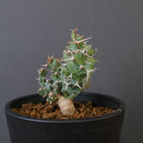 E.クラビゲラ (実生)  EC2352