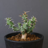 E.クラビゲラ (実生)  EC2352