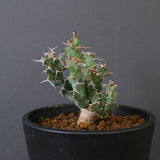 E.クラビゲラ (実生)  EC2352