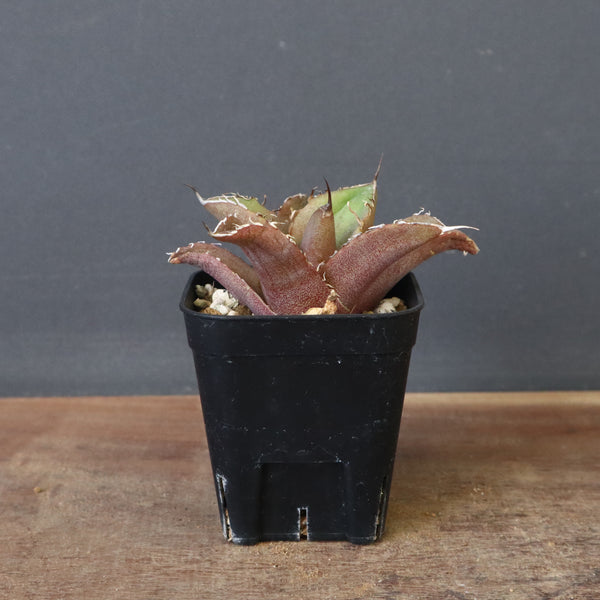 【DRAGON AGAVE】アガベ 黒豹 EC41