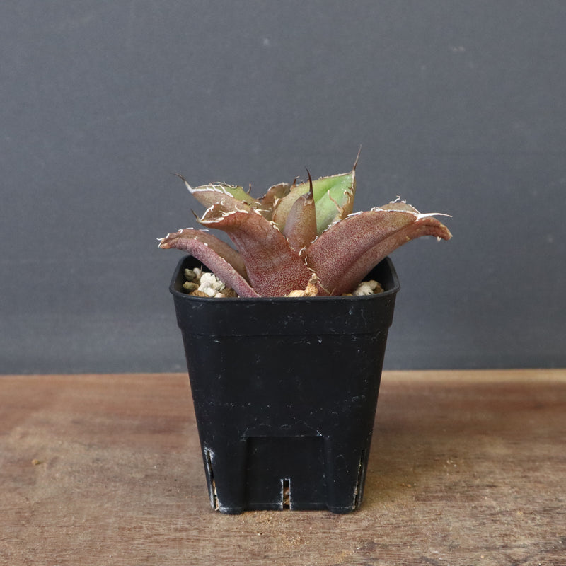 DRAGON AGAVE】アガベ 黒豹 EC41 – TaiShoDo ONLINE SHOP