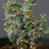 E.クラビゲラ (実生)  EC2352