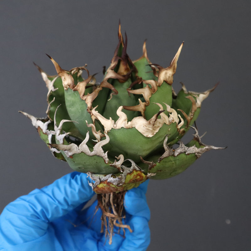 【ベアルート】アガベ シーザー EC1012