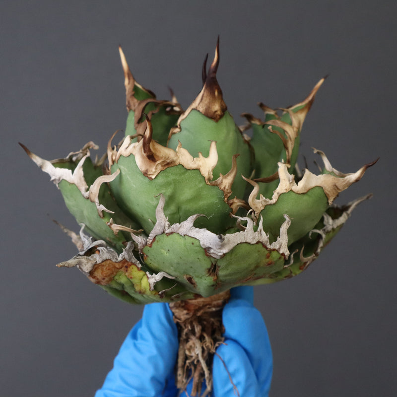 【ベアルート】アガベ シーザー EC1012