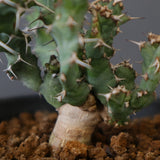 E.クラビゲラ (実生)  EC2352