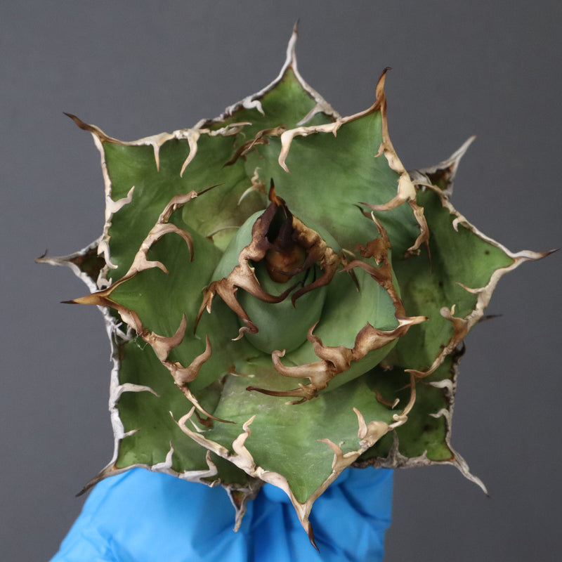 【ベアルート】アガベ シーザー EC1012