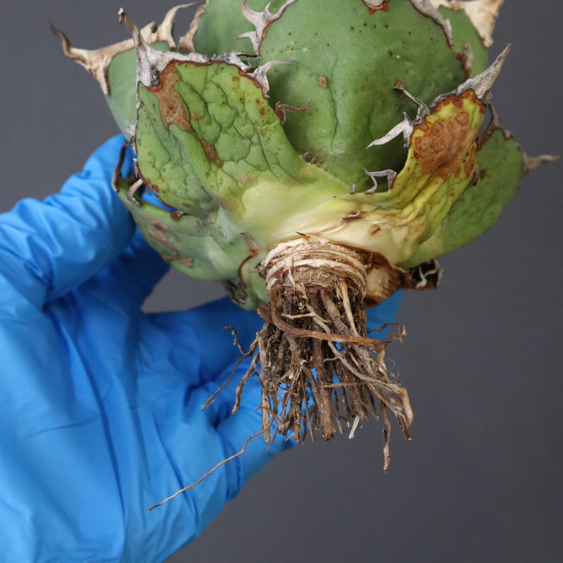 【ベアルート】アガベ シーザー EC1012