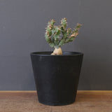 E.クラビゲラ (実生)  EC2353