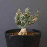 E.クラビゲラ (実生)  EC2353