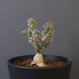 E.クラビゲラ (実生)  EC2353