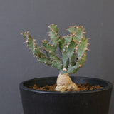 E.クラビゲラ (実生)  EC2353