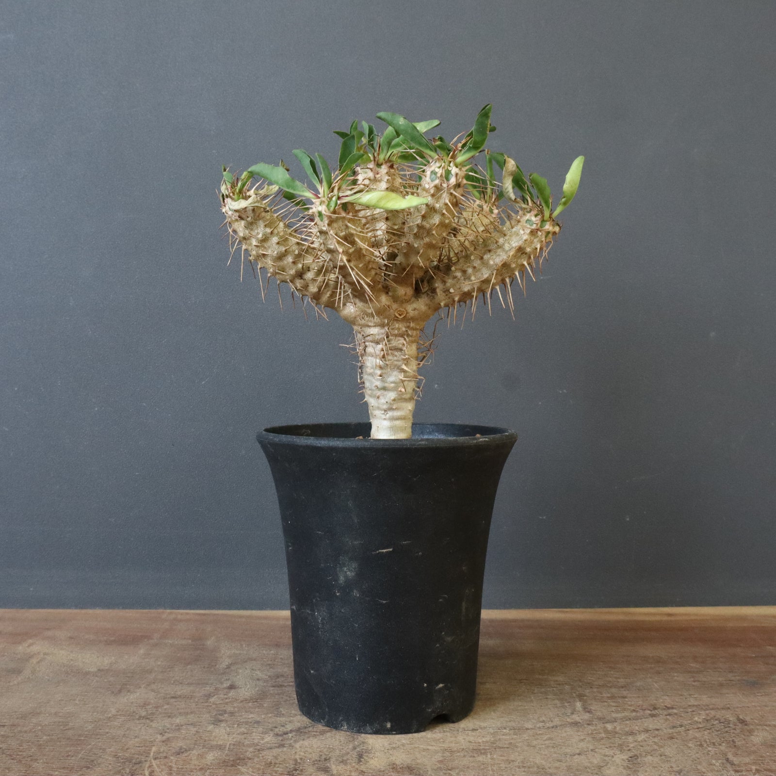 E.ギラウミニアナ (実生) 05 – TaiShoDo ONLINE SHOP