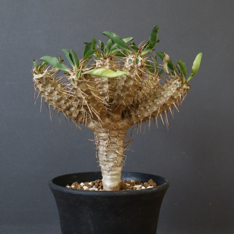 ギラウミニアナ　実生　5 E.ギラウミニアナ (実生) 05 – TaiShoDo ONLINE SHOP